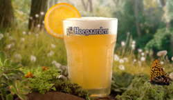 Hoegaarden 福佳 比利时风味小麦白啤500ml*18听 赠桃味精酿果啤12瓶批发价多少钱？